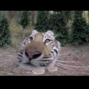 distant memory/mi vida