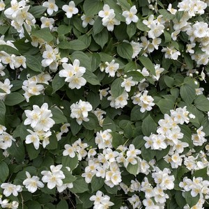 Angela Yoffe - Ronds de Jambe