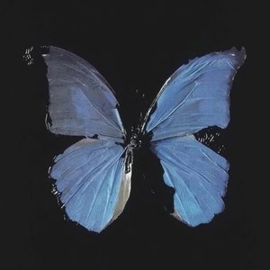 北野秃到后脑勺 - 作为怪物 Band Team (Live)