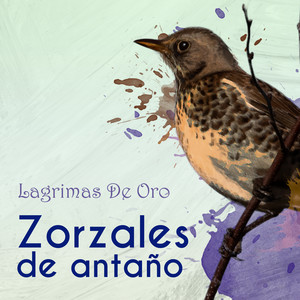 Zorzales de Antaño… Lagrimas De Oro