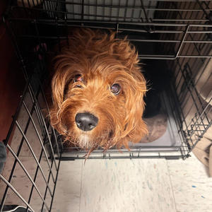 beautiful silhouette