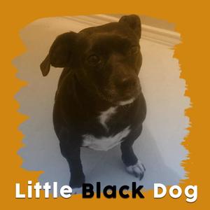 Little Black Dog