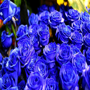 Blue Roses