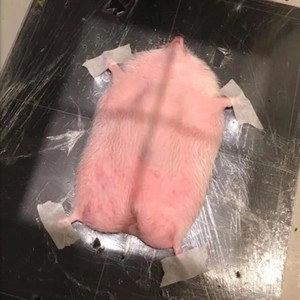 Functional (feat. Kohai & Hi-Chu) (Explicit)