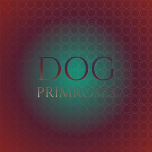 Dog Primroses