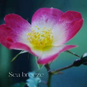 Sea breeze (feat. 遥愛, Mew & CYBER DIVA)