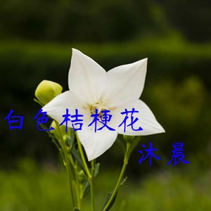 樱花树下的约定