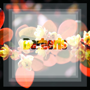Openfield (Original Mix)