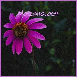 Morphology