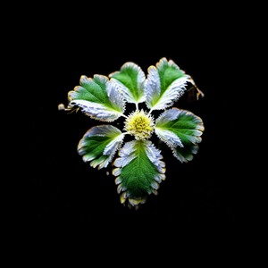 Toda (Solo Anuel|Explicit)