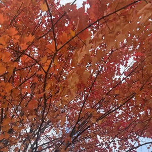 october (feat. Liru.) (Explicit)