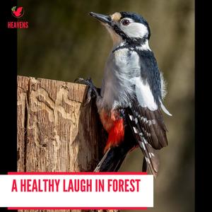 A Healthy Laugh in Forest