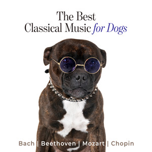 The Best Classical Music for Dogs: Bach, Beethoven, Mozart, Chopin, Calm Down Your Animal when You Are Out, Piano Music