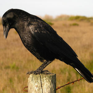 NEW GALAXY (feat. Sseven Five) (Explicit)