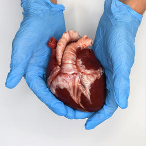 42 Pieces (Explicit)