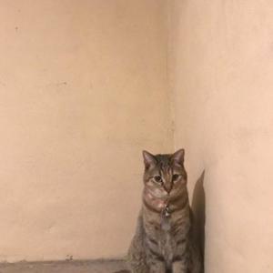 textocortO (Explicit)