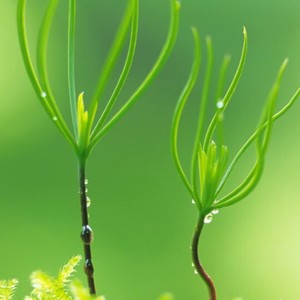 勃勃生机 (纯音乐 爵士吉他版)