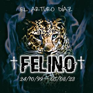 Felino