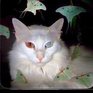 Ghost Skin (feat. Romeo J & Fuxk Zeno) (Explicit)