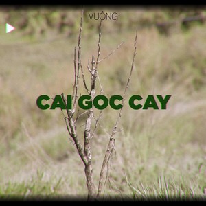 Cái Gốc Cây