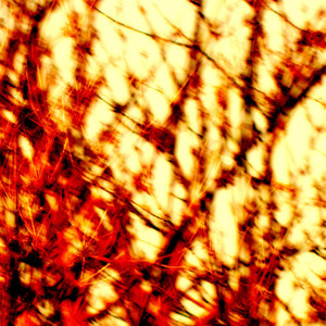 The Hunter's Kindness