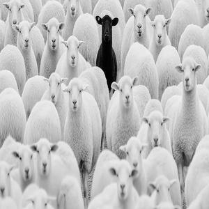 BLACK SHEEP (Explicit)