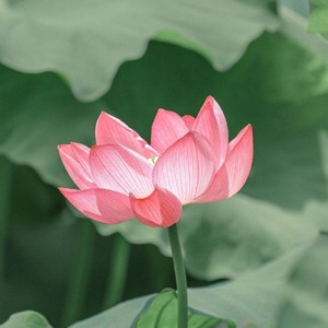 清水芙蓉