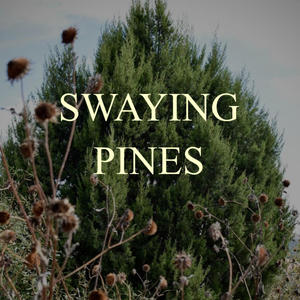 Swaying Pines
