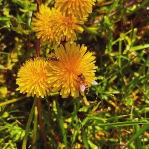 Reflection (Explicit)