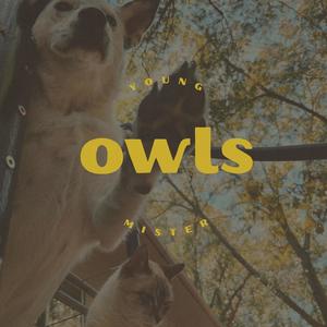 Owls