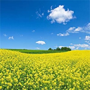 棠邑从来好风情