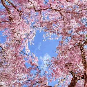 Para Para Sakura-王大龙