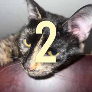 BPM (feat. hoodbilly) (Explicit)