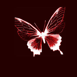 Butterflies (Explicit)