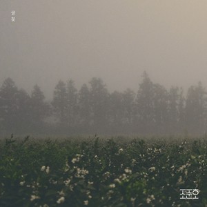 귤꽃 (Citrus Flower)