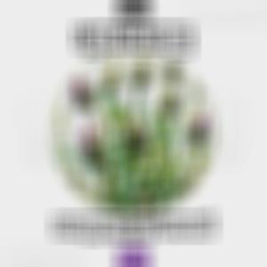 Strains Of Weed (Explicit)