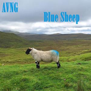 Blue Sheep
