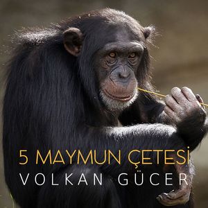 5 Maymun Cetesi (Original Motion Picture Soundtrack)