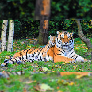 Tiger auf mein' Socken