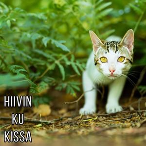 Hiivin ku kissa