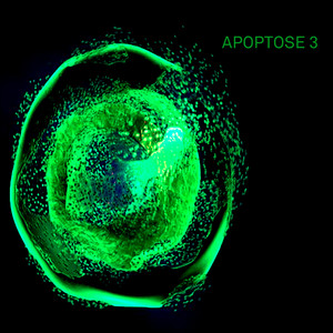 Apoptose 3