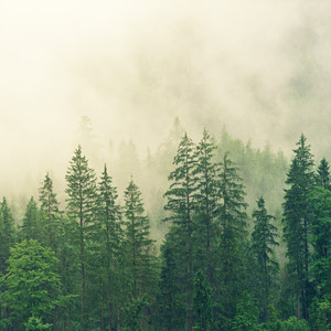 Foggy Clouds
