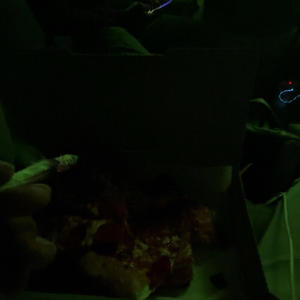 Duckin Da Blitz (feat. Walkdown Carti & Alias Backend) (Explicit)