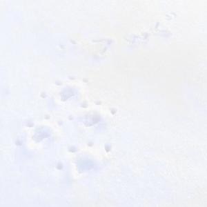 Feuilles (feat. Remilia)