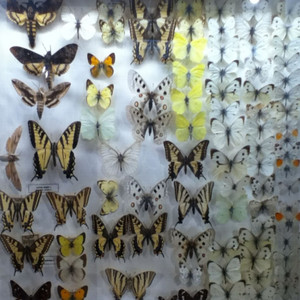 egal wie hoch du dich machst (Explicit)