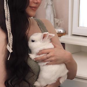 Flightless Bird, American Mouth