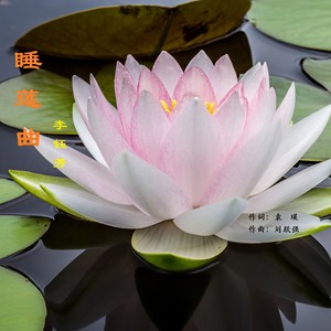睡莲曲