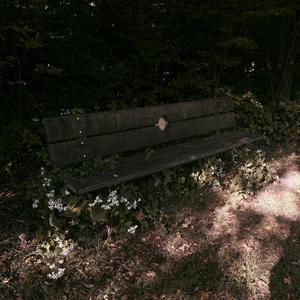 as the leaves lose their color so will i