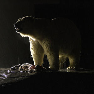 polar bear (Explicit)
