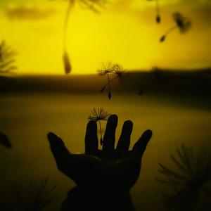 DANDELIONS (feat. Soulace, JEYLADO & AJ4Y)